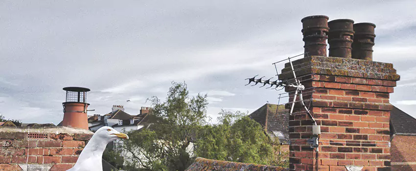 Chimney Cleaning And Restoration in Anniston, Alabama